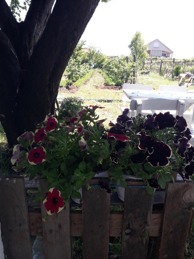 Anza Camping Shkodër Exteriör bild